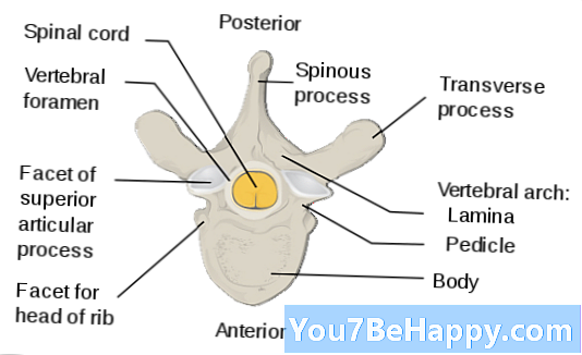 脊椎と脊椎-違いは何ですか？