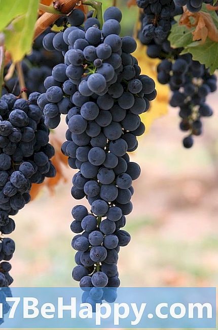 Viinamarjakasvatus vs viinamarjakasvatus - mis vahet on?