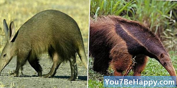Sự khác biệt giữa Aardvark và Anteater