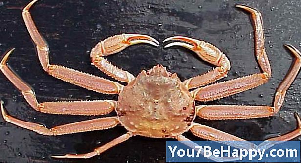 Rozdiel medzi Bairdi Crab a Opilio Crab