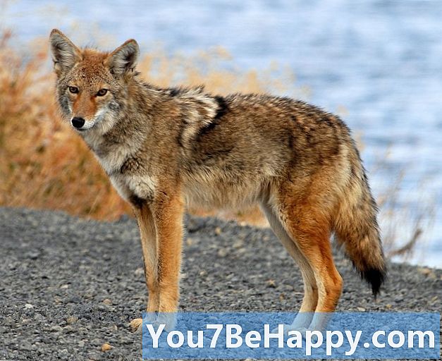Skirtumas tarp lapės ir kojotų