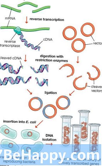 Perbezaan Antara Kejuruteraan Genetik dan Bioteknologi