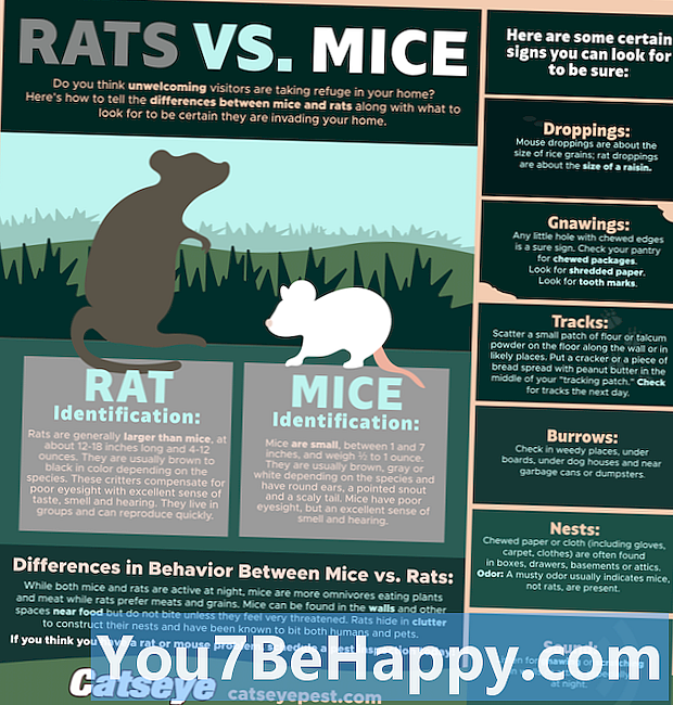 Diferencia entre ratones y ratones
