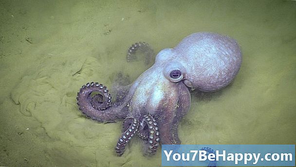 Forskjellen mellom blekksprut og maneter