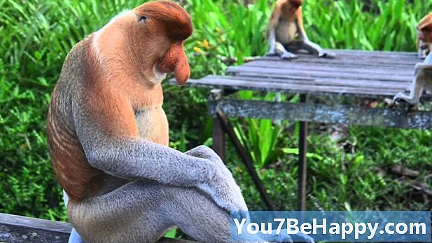 Különbség a régi és az újvilági majmok között - Oktatás
