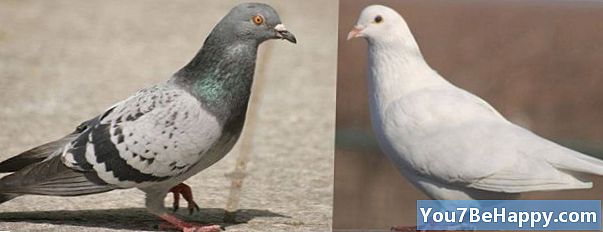 비둘기와 비둘기의 차이점