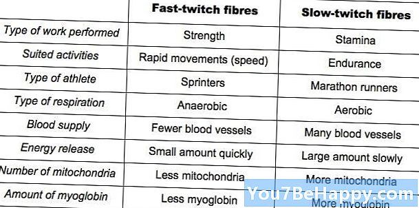 Diferença entre fibras de contração lenta e fibras de contração rápida