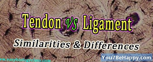 Rozdiel medzi Tendonom a ligatúrou