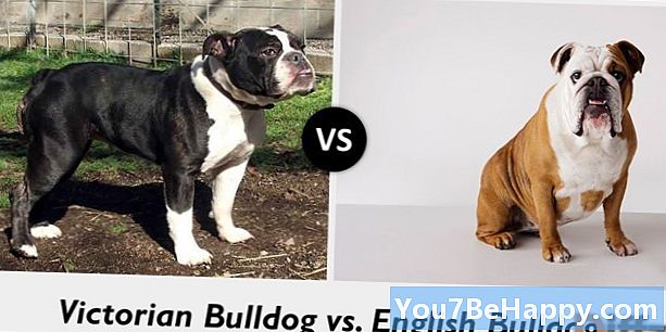 Verschil tussen Victoriaanse Bulldog en Engelse Bulldog