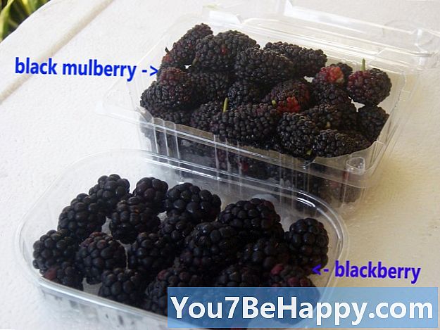 Sự khác biệt giữa Blackberry và Mulberry