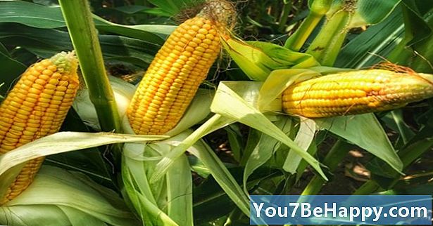 Różnica między kukurydzą a kukurydzą