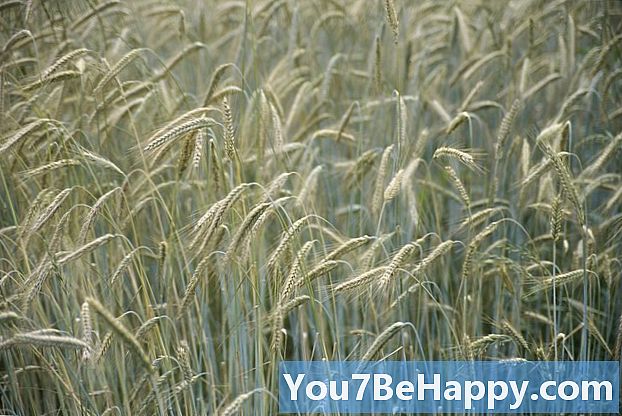 Rozdiel medzi pšenicou a jačmeňom