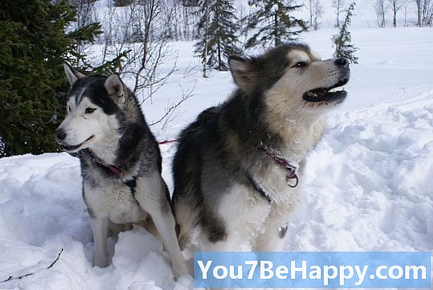 阿拉斯加雪橇犬，西伯利亚雪橇犬和阿拉斯加雪橇犬之间的区别