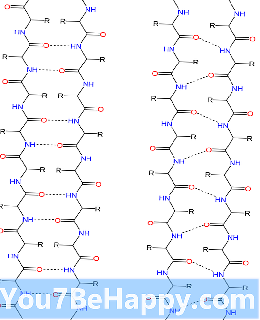 Différence entre Alpha Helix et Beta Pleated Sheet - Science