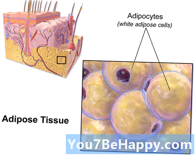 Разлика между ареоларна и адипозна тъкан