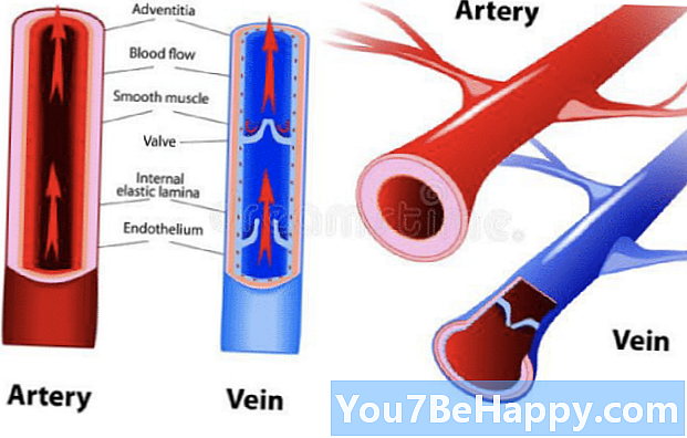 Forskellen mellem arterie og vene