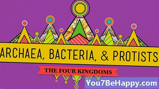 Perbezaan antara Bakteria dan Protista