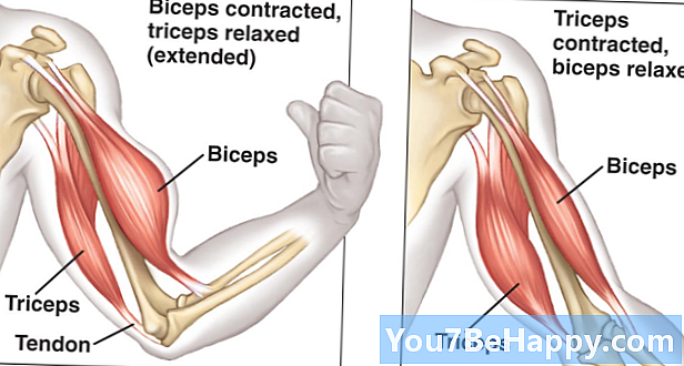 Diferença entre bíceps e tríceps