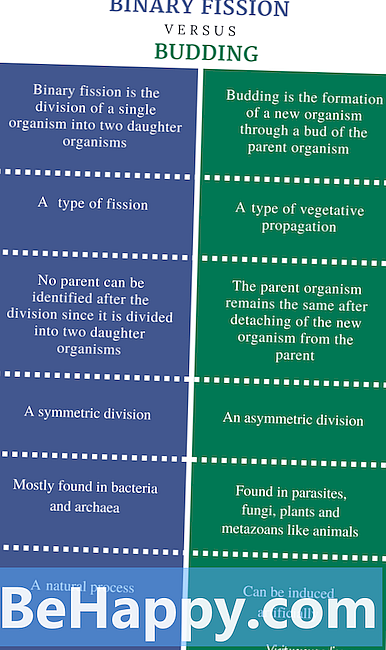 Skillnaden mellan binär klyvning och spirande