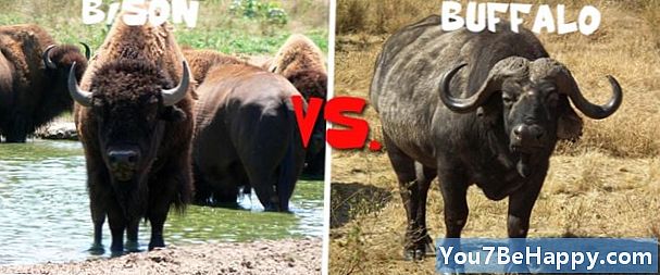 Perbedaan Antara Bison dan Kerbau