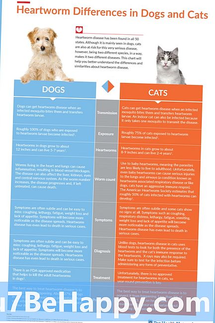 Skillnaden mellan katt och hund
