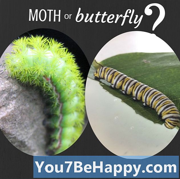 Rozdiel medzi Caterpillar a Butterfly