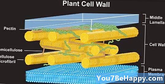 Forskel mellem cellevæg og cellemembran