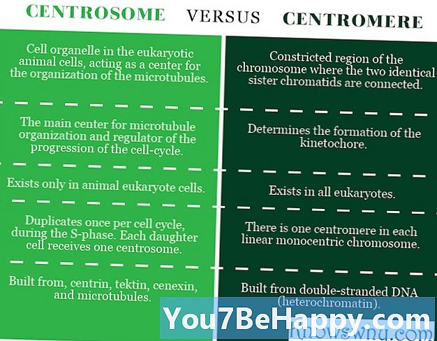 Forskel mellem Centrosom og Centromere