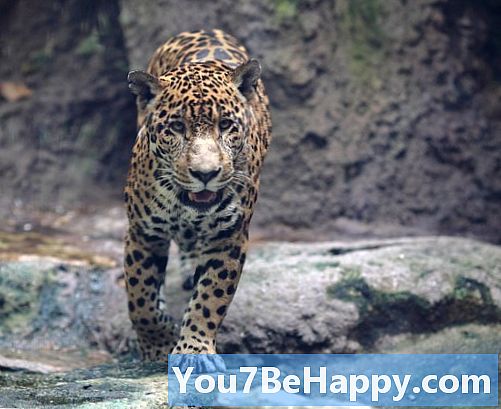 Ero gepardin ja jaguaarin välillä