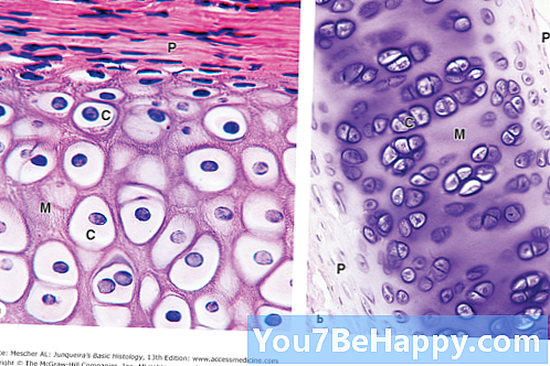 Sự khác biệt giữa Chondroblasts và Chondrocytes