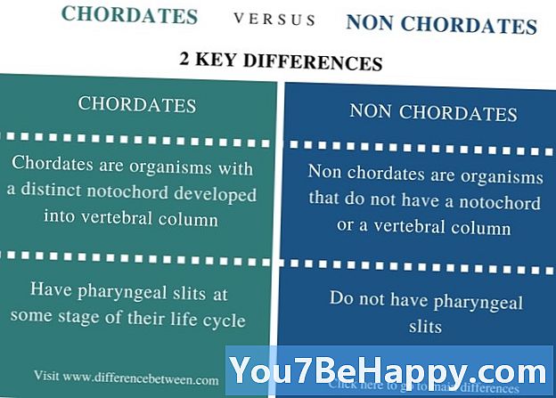 Skirtumas tarp chordatų ir ne chordetų
