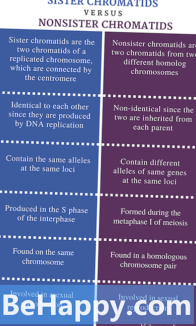 Chromatino ir Chromatid skirtumas