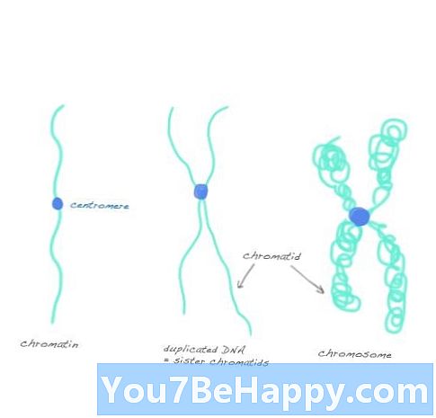 Chromosomos ir Chromatid skirtumas