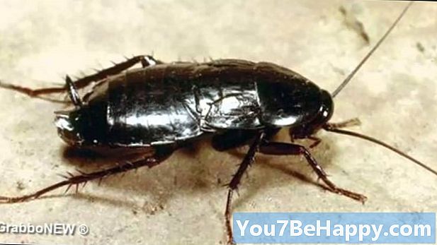 Разлика между хлебарка и бръмбар