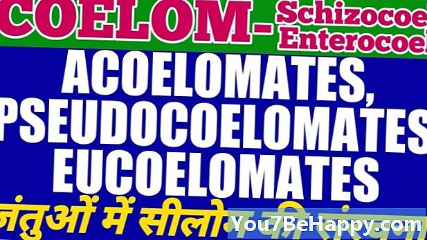 Forskjell mellom coelomates og pseudocoelomates