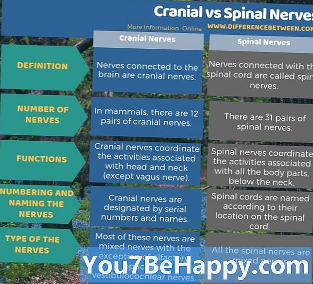 Forskjell mellom kraniale nerver og ryggmargsenerver - Vitenskap