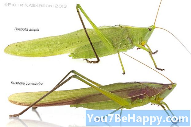 Rozdíl mezi cvrčci a kobylkami