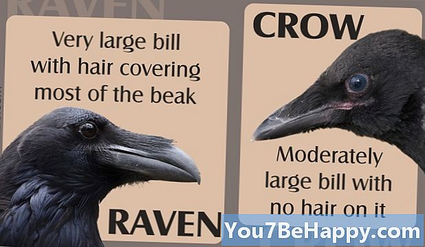 Diferența dintre Crow și Raven