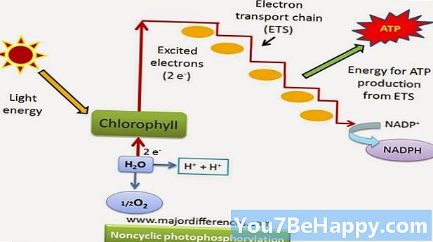 Forskjellen mellom syklisk fotofosforylering og ikke-syklisk fotofosforylering
