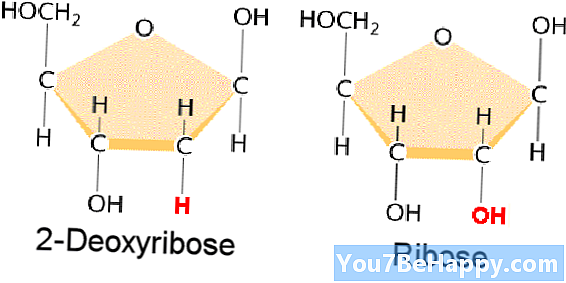 Pagkakaiba sa pagitan ng Deoxyribose at Ribose