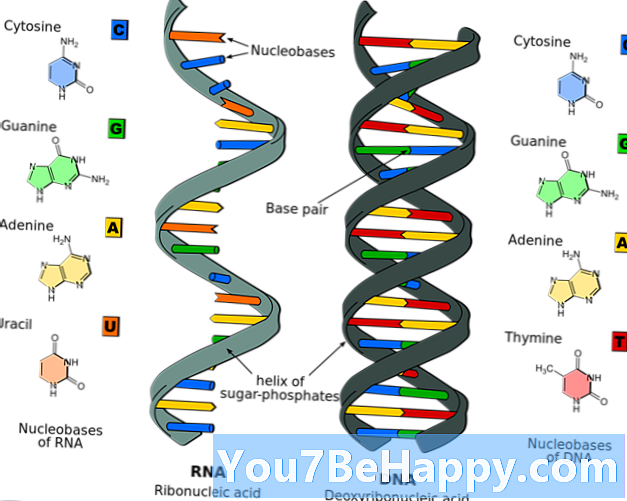 DNA와 RNA의 차이점