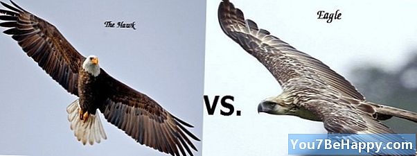 Rozdíl mezi Eagle a Hawk