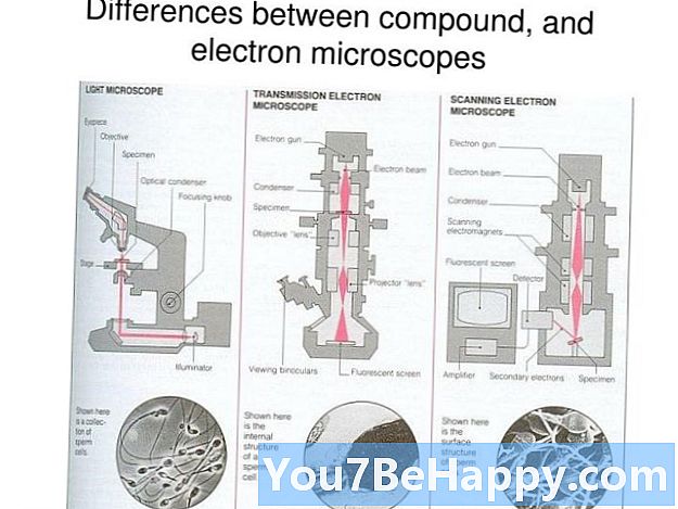 Rozdíl mezi elektronovým mikroskopem a světelným mikroskopem