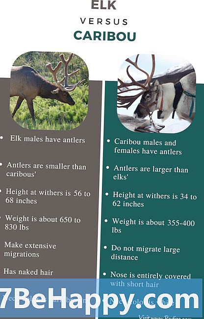 Diferența dintre Elk și Caribou