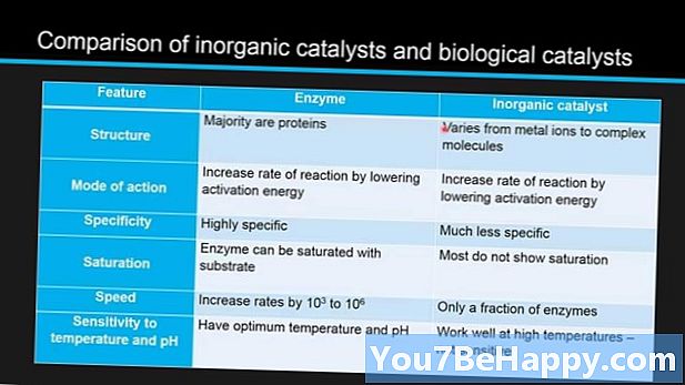 Forskjell mellom enzymer og uorganiske katalysatorer