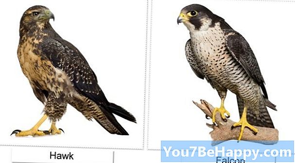 Skirtumas tarp Falcon ir Eagle