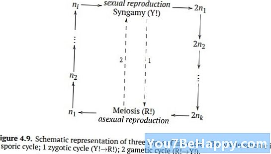 Diferencia entre la meiosis gametica, la meiosis cigótica y la meiosis esporica