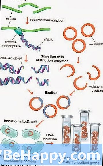 Diferença entre a biblioteca genômica e a biblioteca de cDNA