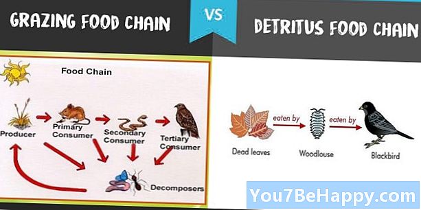 Diferența dintre lanțul alimentar de pășunat și lanțul alimentar Detritus