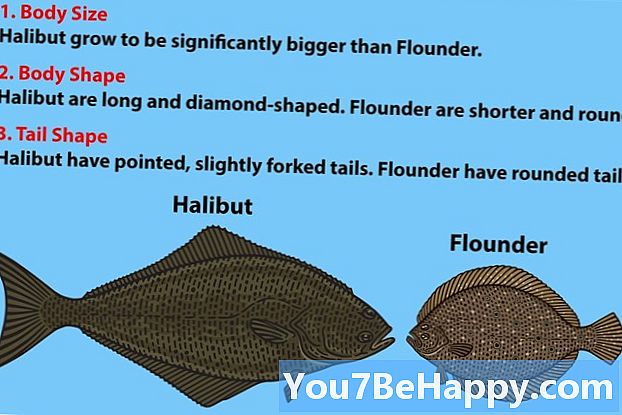Halibut ve Flounder Arasındaki Fark